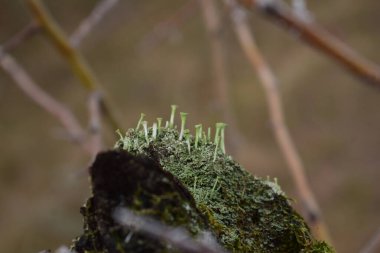 Bulanık bir arkaplanda yeşil yosun kaplı bir ağaç gövdesinin yakın plan çekimi.