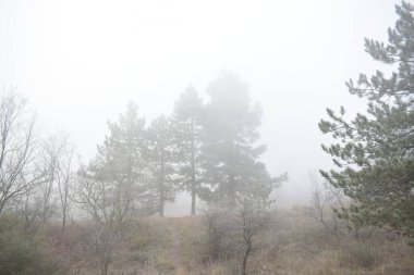Sisli ağaçları olan güzel bir manzara.