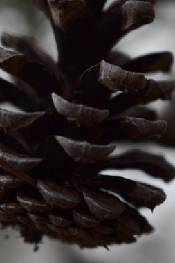 Çam ağacı dalı beyaz bir arka plan üzerinde