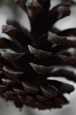 Dala çam kozalağı