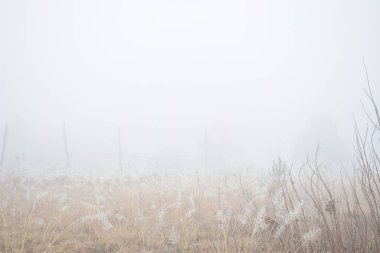 Ormanda sisli bir sabah.