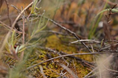 Gündüz vakti ormandaki kuru çimleri kapatın.
