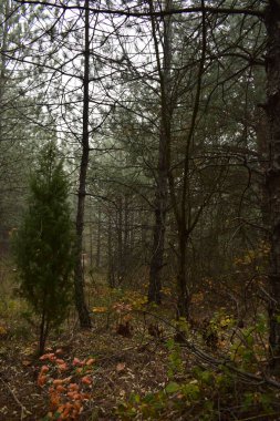 Sisli sonbahar ormanı. Sisin içinde güzel bir sonbahar ormanı