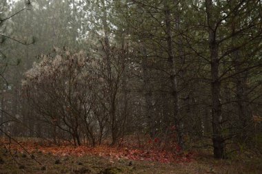 Güzel sonbahar manzarası, doğa, seyahat