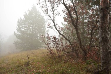 Dağlarda sonbahar. güzel doğa