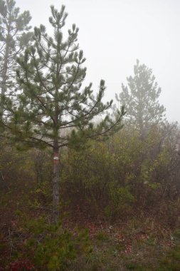 dağlarda çam ağacı