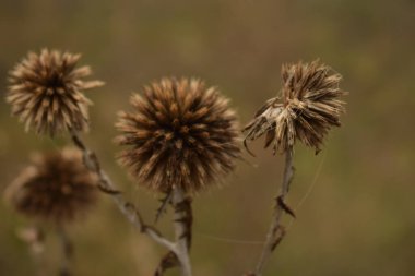 Güzel botanik fotoğrafı, doğal duvar kağıdı.