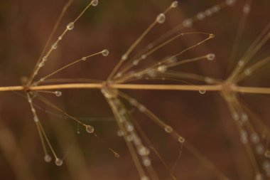 Örümceğin ağını kapat