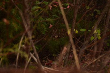 Arka planda ağaçlar ve bitkilerle ormanın güzel bir görüntüsü.