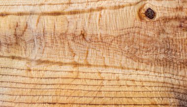 Kavak ağacının ahşap dokusu. Fotoğraf yakın plan.