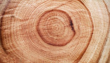 Yuvarlak şekilli ahşap doku. Doğal ışıkla çekilmiş bir fotoğraf. Ardıç, kiraz, elma ağacı ve testereyle kesilmiş ağaç..