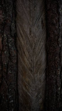 Çam sakızı toplamış, ağaçta izler var. 