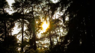 Güneş Ağaç Ormanında Parlıyor