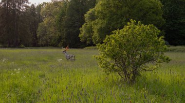 Uzun çimenlerde saklanan tahta geyik.