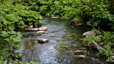 Yeşil yaz parkı, sakin nehir.