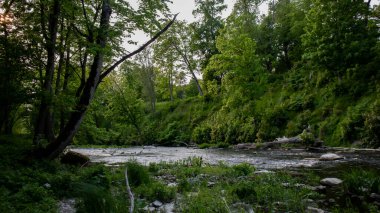 Yeşil yaz parkı, sakin nehir.