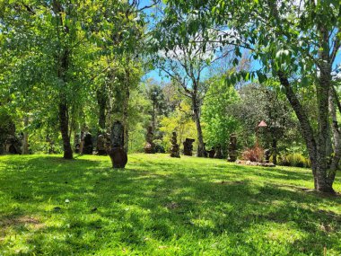 Yerel ağaçların arasında piknik için otlak bir bahçe..