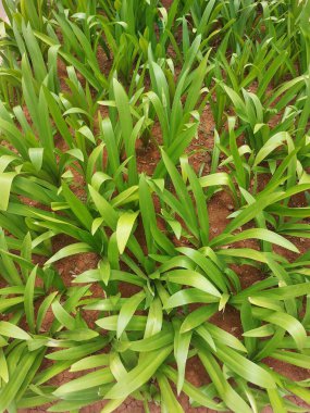 yeşil çimen arkaplanı yakın mesafeden fotoğraflandı