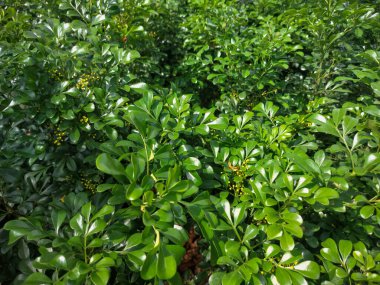 Bahçede yeşil yapraklı bitkilerin arka planı yakın planda çekilmiş.