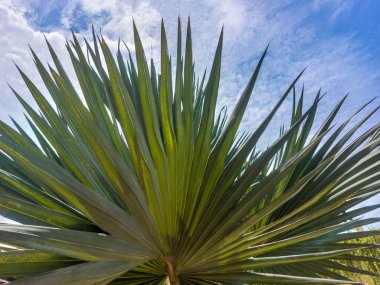 Palmiye yaprakları parlak bir buluta karşı yükseliyor.