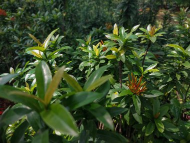 Yeşil yapraklı bahçe bitkilerinin arka planı yakın mesafeden fotoğraflandı