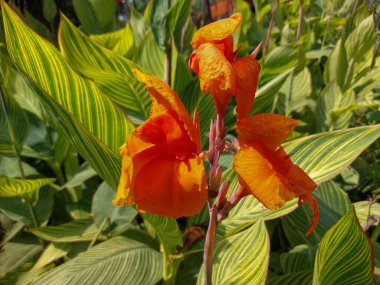 parlak yeşil yapraklı turuncu zambak çiçeği yakın mesafeden fotoğraflandı