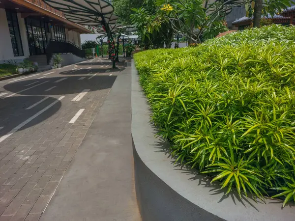 Gün boyunca parkın kenarındaki yeşil bitkiler.