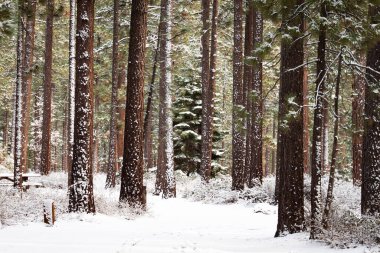 Ağaç gövdeleri ve arka planda karla kaplı bir çam ağacı.