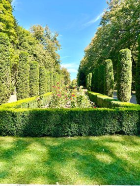 Bahçede ağaçlar, bitki örtüsü ve doğa