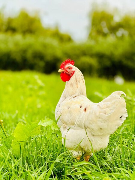 chickens in the green grass