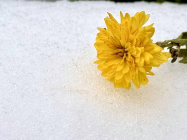 karla kaplı sarı çiçekler