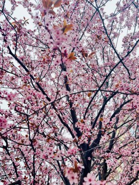 Bahçedeki güzel pembe sakura çiçekleri