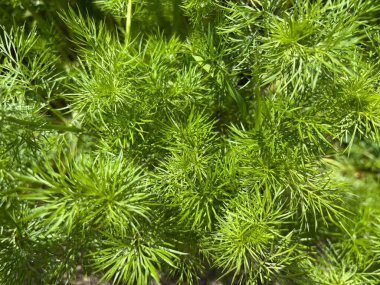 yeşil çam ağacı dalı