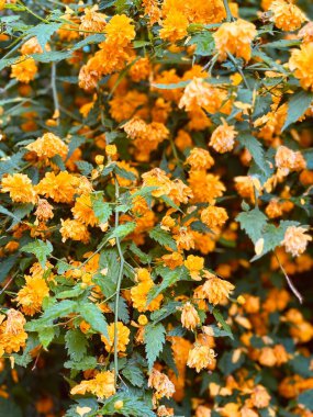 Bahçedeki portakal çiçekleri