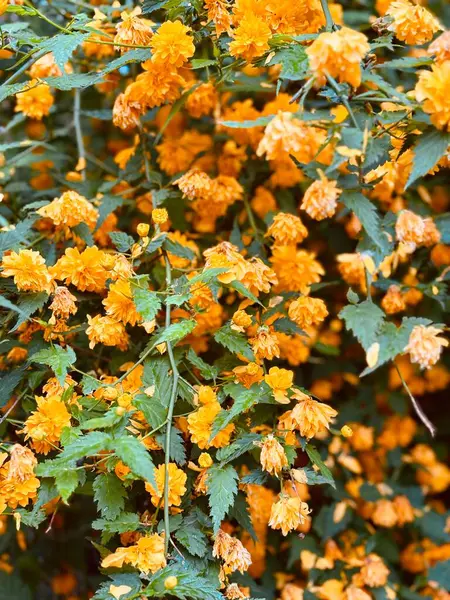 Bahçedeki portakal çiçekleri