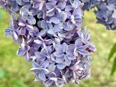 Bahçedeki güzel ortanca çiçekleri