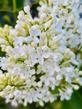 Bahçedeki çalıların güzel beyaz çiçekleri