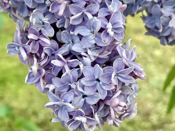 Bahçedeki güzel ortanca çiçekleri