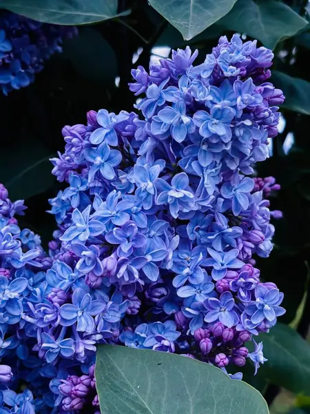 Bahçedeki güzel çiçekler