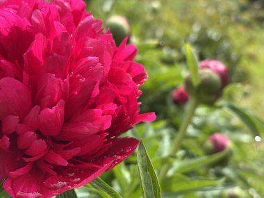 Bahçedeki güzel pembe çiçek