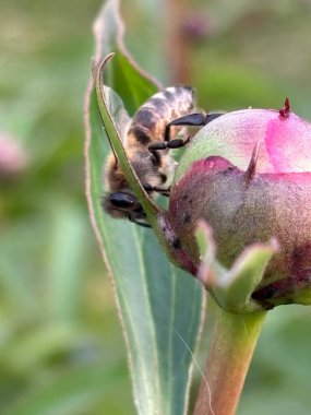 Yaprağın üzerindeki kelebeğe yaklaş.