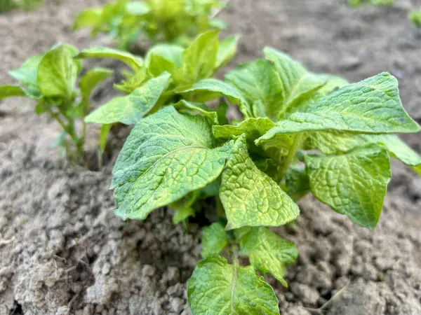 Bahçedeki genç bitki