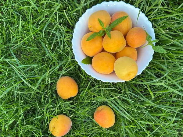 Bahçede yeşil çimlerde turuncu kayısılar