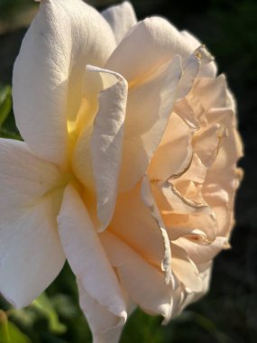 Bahçedeki güzel beyaz gül