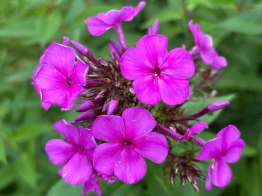 Bahçedeki güzel çiçekler