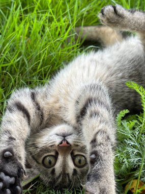 Bahçede oynayan sevimli kedi yavrusu.