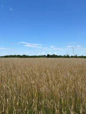 Yazın buğday tarlası