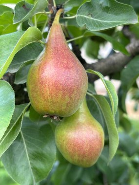 Ağaçtaki yeşil elmalar