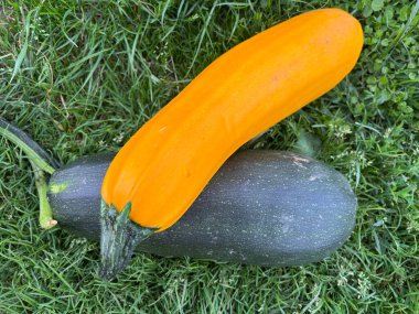 Çimlerin üzerinde bal kabağı. sonbahar sebzeleri