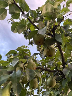 Bahçedeki yeşil elma ağacı